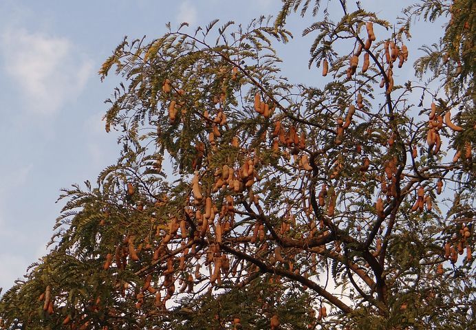 tamarind-tree-324023__480.jpg