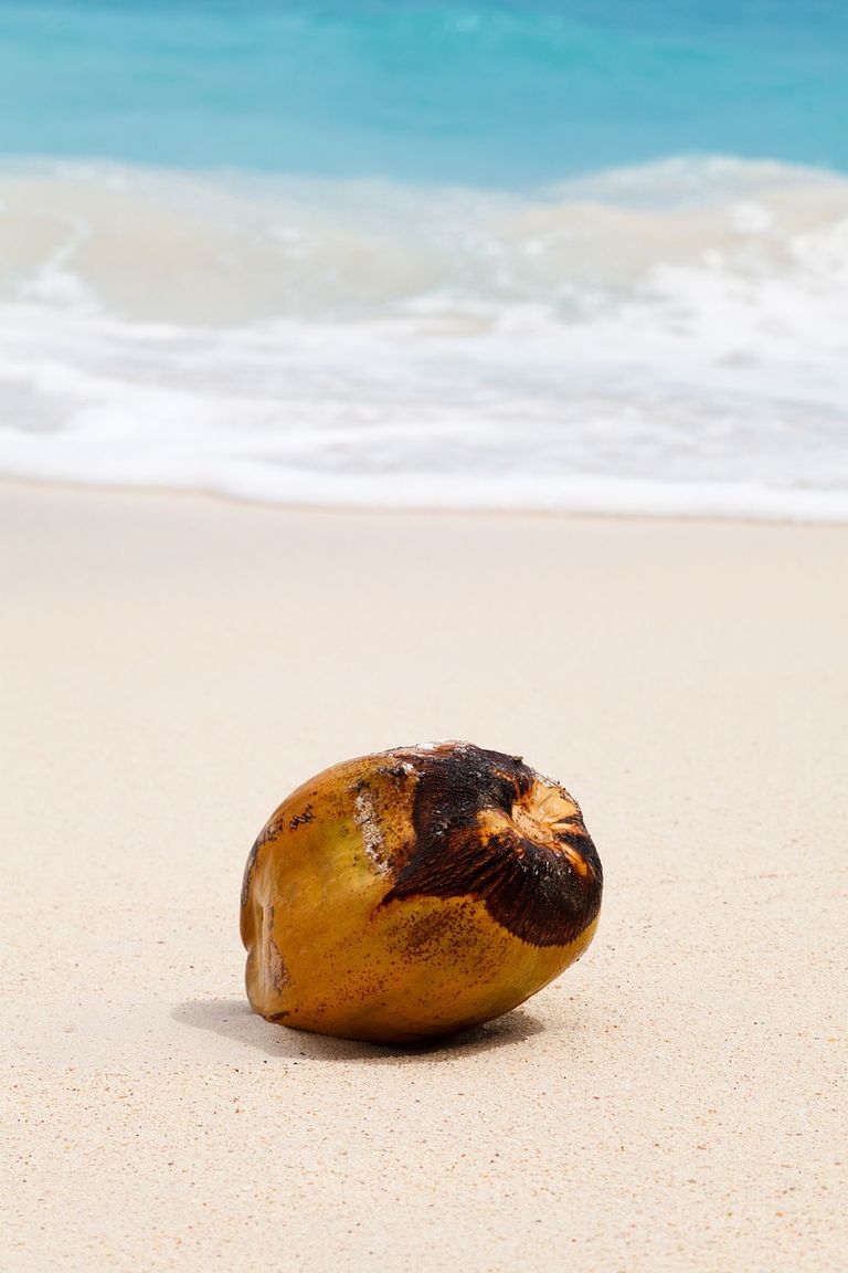 coconut-84538_1280.jpg