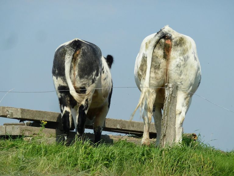 cows-1627685_1280.jpg