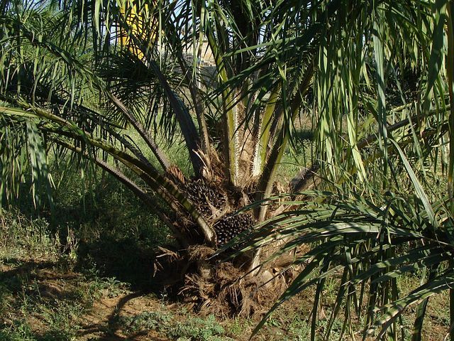 oil-palm-287902__480.jpg