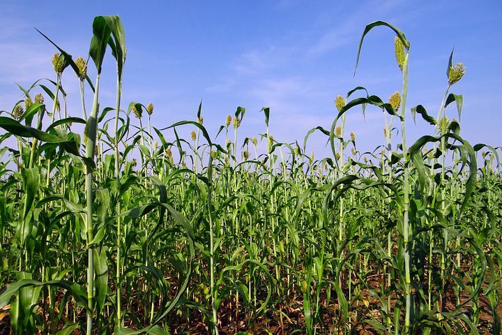 sorghum-253194__480.jpg