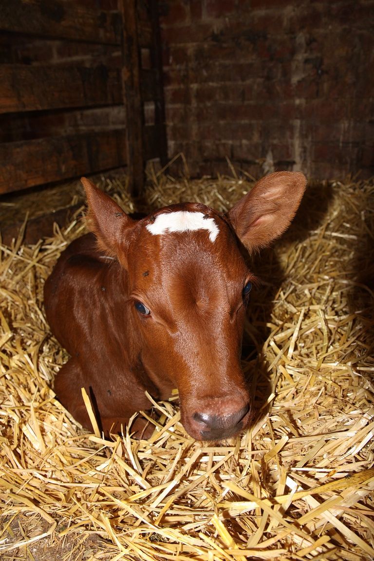 calf-1326447_1280.jpg