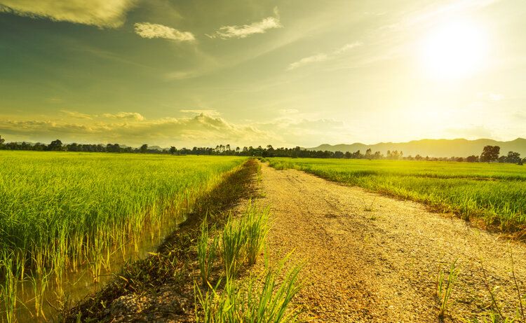 Beautiful+green+young+rice+field,+local+soil+road,+morning+golden+sun+light+and+wide+sky+in+rainy+season.+Natural+scene.+Farm+land+scenic+North+of+Thailand.jpeg