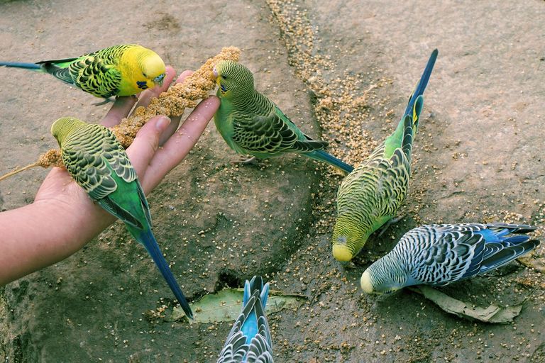 budgerigars-1043671_1280.jpg