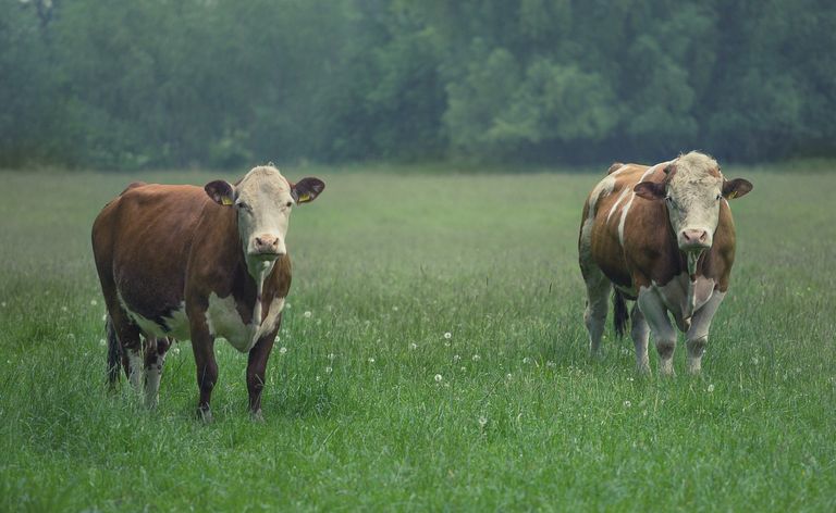 cattle-2554579_1280.jpg