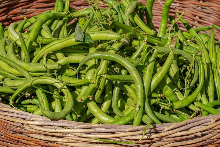 bush-beans-3702999__480.jpg