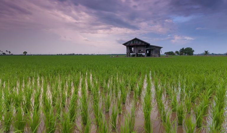 rice-field-1866498__480.jpg