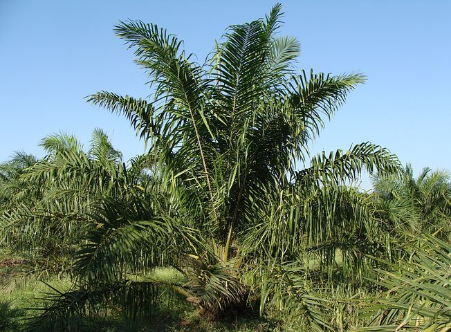 oil-palm-287899__480.jpg