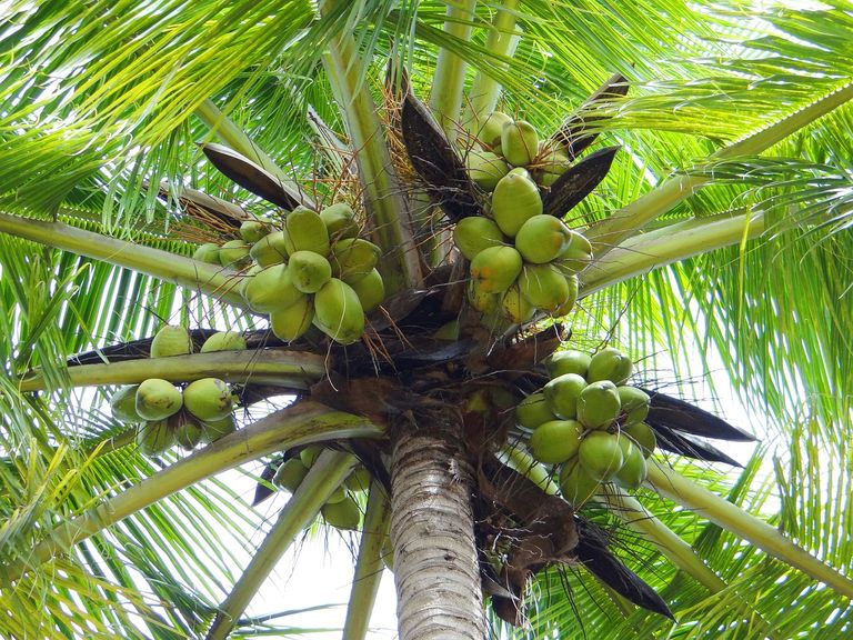 coconut-palm-172530_1280.jpg