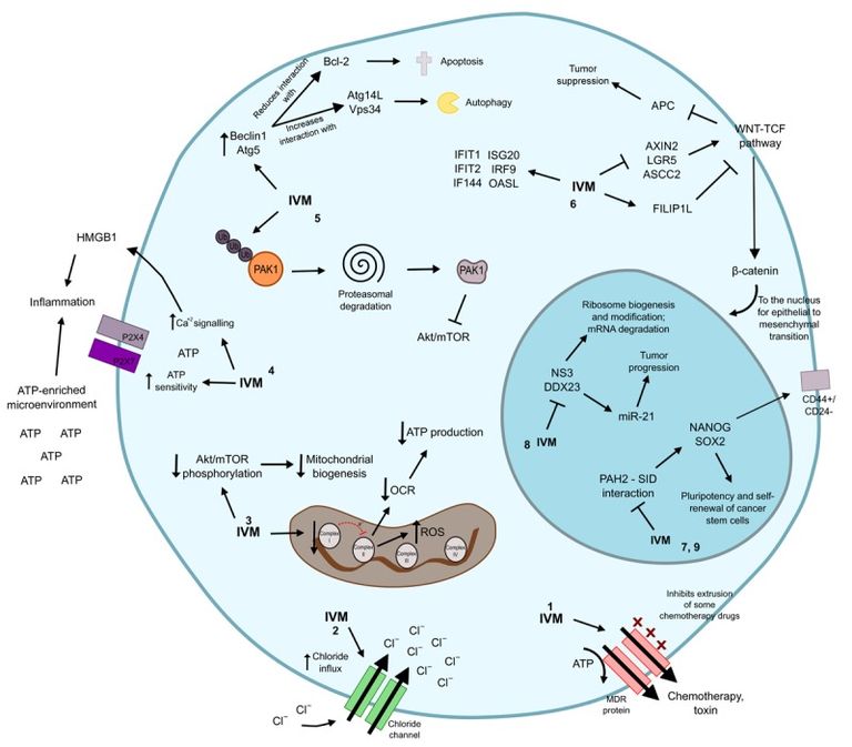 4. Figure 2 Juarez et al 2018 Ivermectin & Cancer cell.jpg