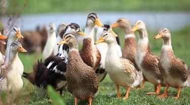 086771800_1582862722-ducks.jpg