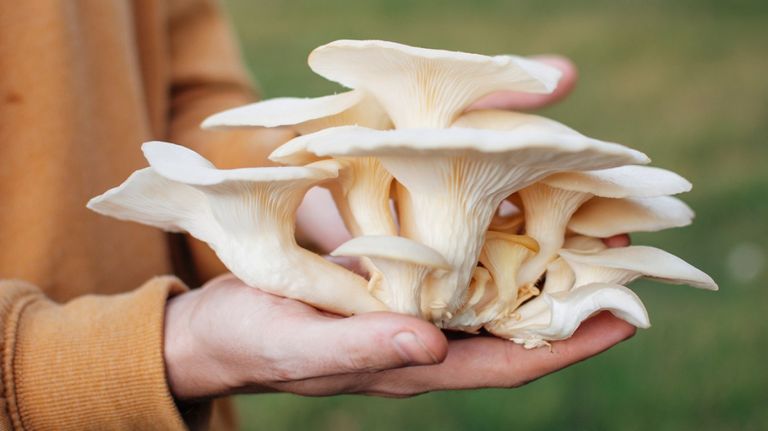 oyster-mushroom-1296x728-header.jpg