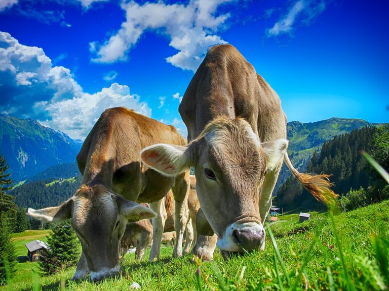 cows-2641195.jpg