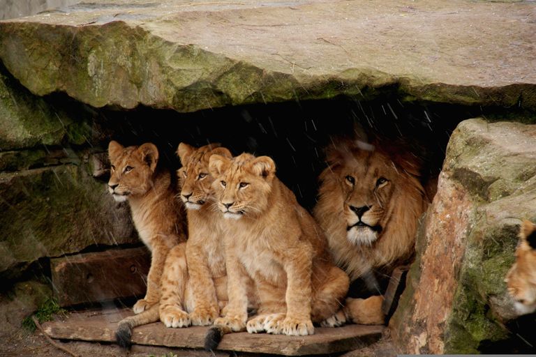 lion-babies-4046716.jpg