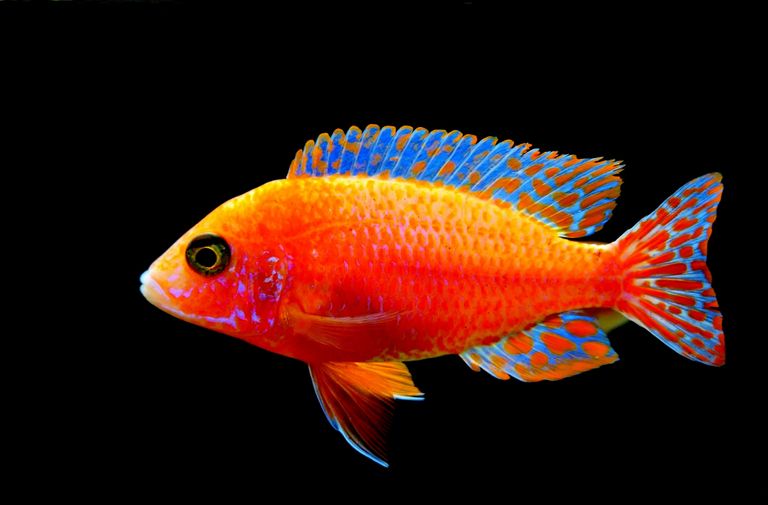 fairy-wrasse-3975299.jpg