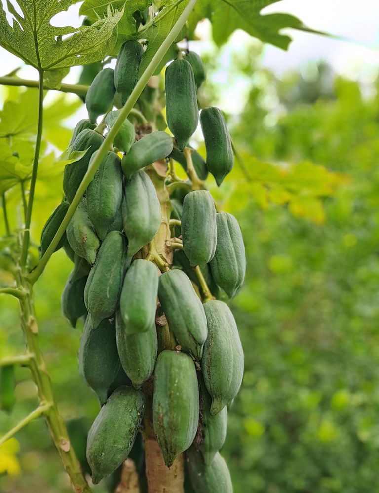 papaya-6918739.jpg