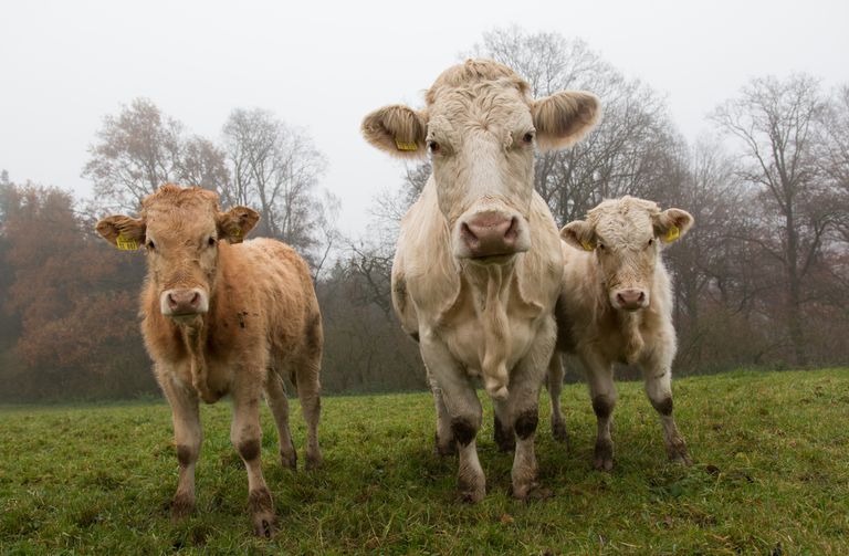 cows-801045.jpg