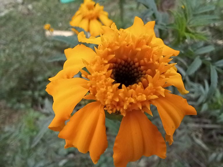 Marigold's flowers.jpg