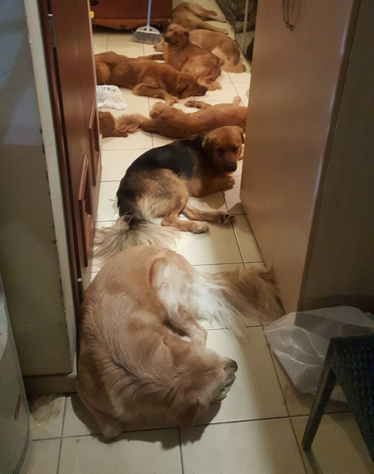 the pack sleeping.jpg