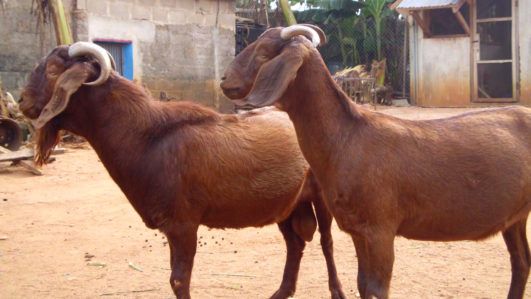 Kalahri-goats-531x299.jpg