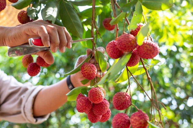 agriculture-lychee-fruit-thailand_1150-13610.jpg