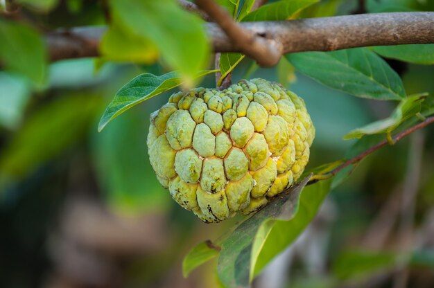 custard-apple-growing-tree_43379-188.jpg