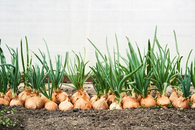 planting-onion-garden-plantation-vegetable-garden-agriculture_75930-493.jpg