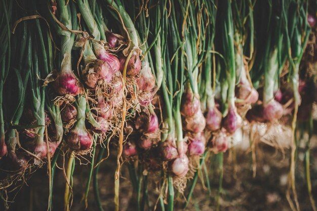 close-up-red-onion_1048944-1098197.jpg