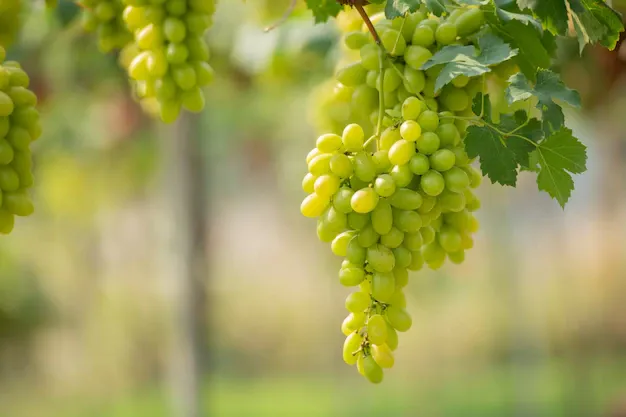 vine-bunch-white-grapes-garden-vineyard_1150-42509.webp