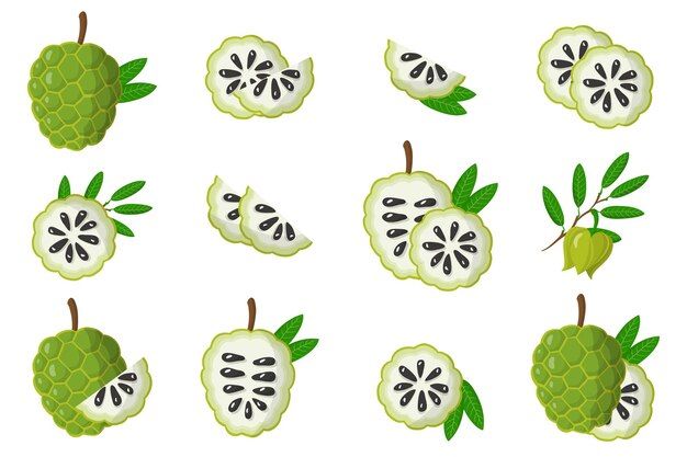 set-illustrations-with-annona-exotic-fruits-flowers-leaves-isolated-white-background-isolated-icons-set_277625-98.jpg