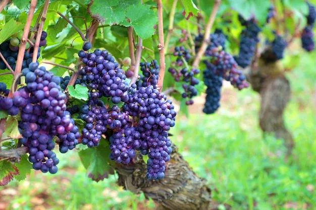 bunches-grapes-growing-up-france-s-fields_1147-42.webp