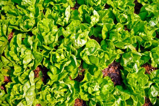 full-frame-shot-fresh-lettuce-field_1048944-24218850.jpg