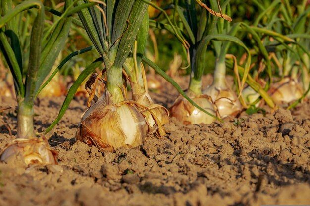 bunch-onions-that-are-growing-field_1366330-193.jpg