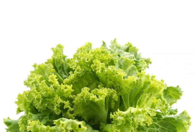 fresh-lettuce_1339-2068.webp