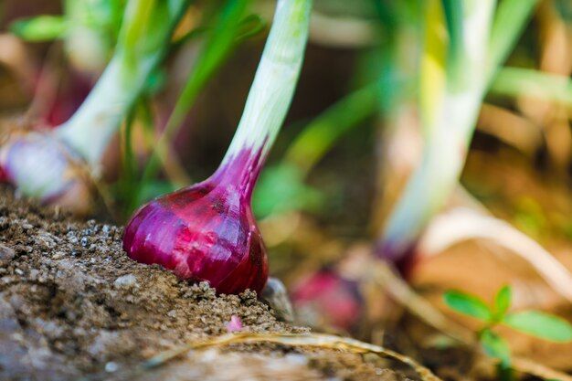 indian-onion-field_75648-181.jpg