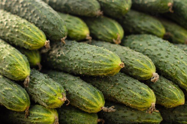 delicious-cucumbers-market_132075-5759.jpg