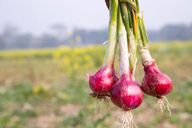 red-onion-field-bangladesh-shallot_656518-1349.jpg