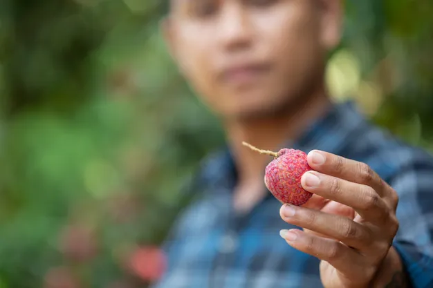 farmers-hold-lychee-checks-garden_1150-12510.webp