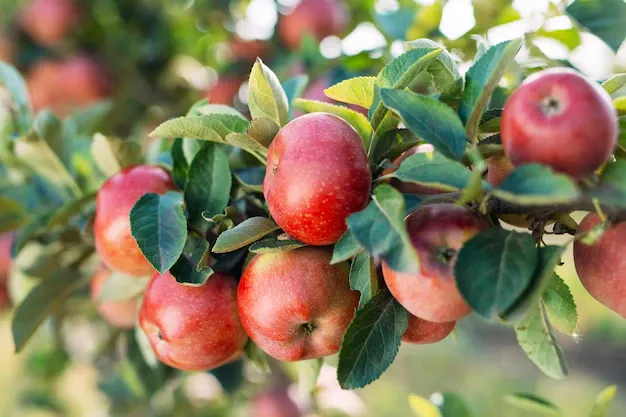 red-apples-tree-apple-orchard_109285-9033.webp