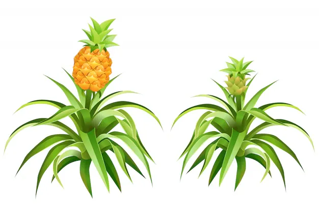 pineapple-tree-with-fruits-leaves_105738-489.webp