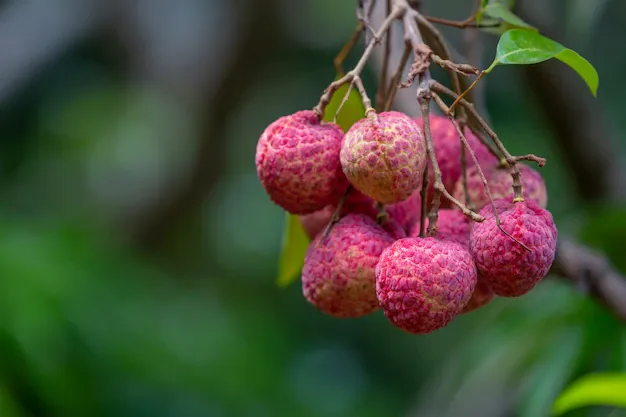 lychee-background-garden_1150-12518.webp