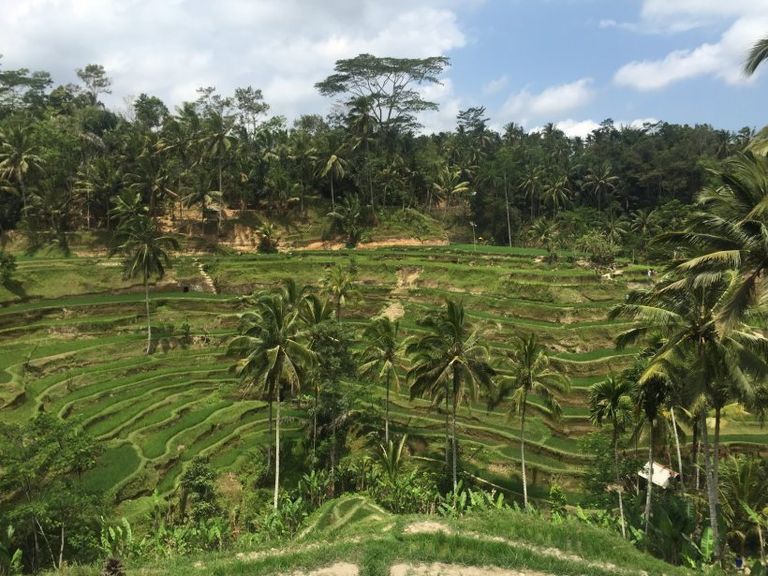 Teras_Sawah_Tegalalang_di_Bali-2021_10_09-07_40_47_7124dde5c51b977a9b0c332863606096.jpg