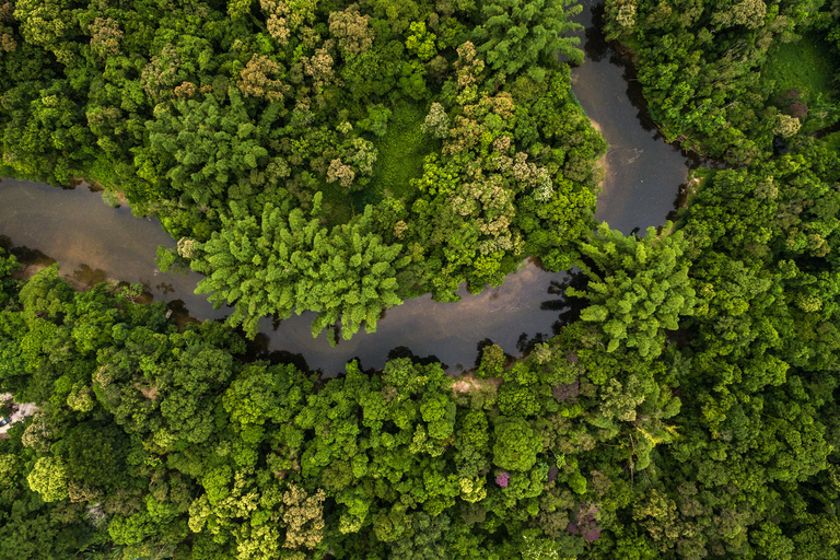 south-america-amazon-forest-jungle-from-above.png