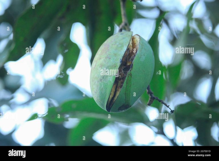 a-raw-mango-burst-while-in-the-tree-2G7E81D.jpg