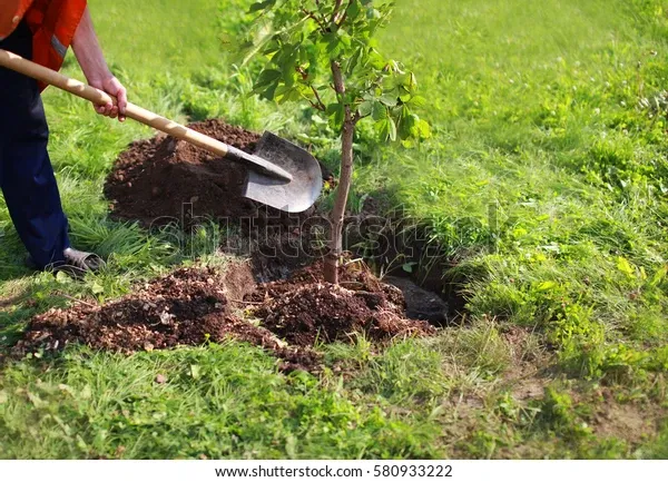 man-plants-tree-hands-shovel-600w-580933222.webp