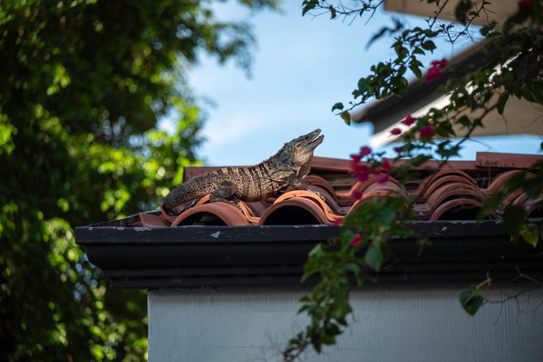 free-photo-of-iguana-on-the-roof-costa-rica.jpeg