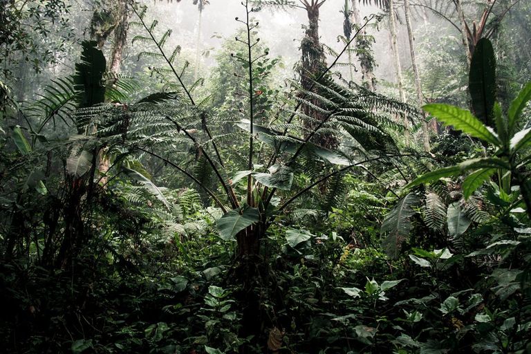 free-photo-of-dense-tropical-foliage-in-buenaventura-reserve-ecuador.jpeg