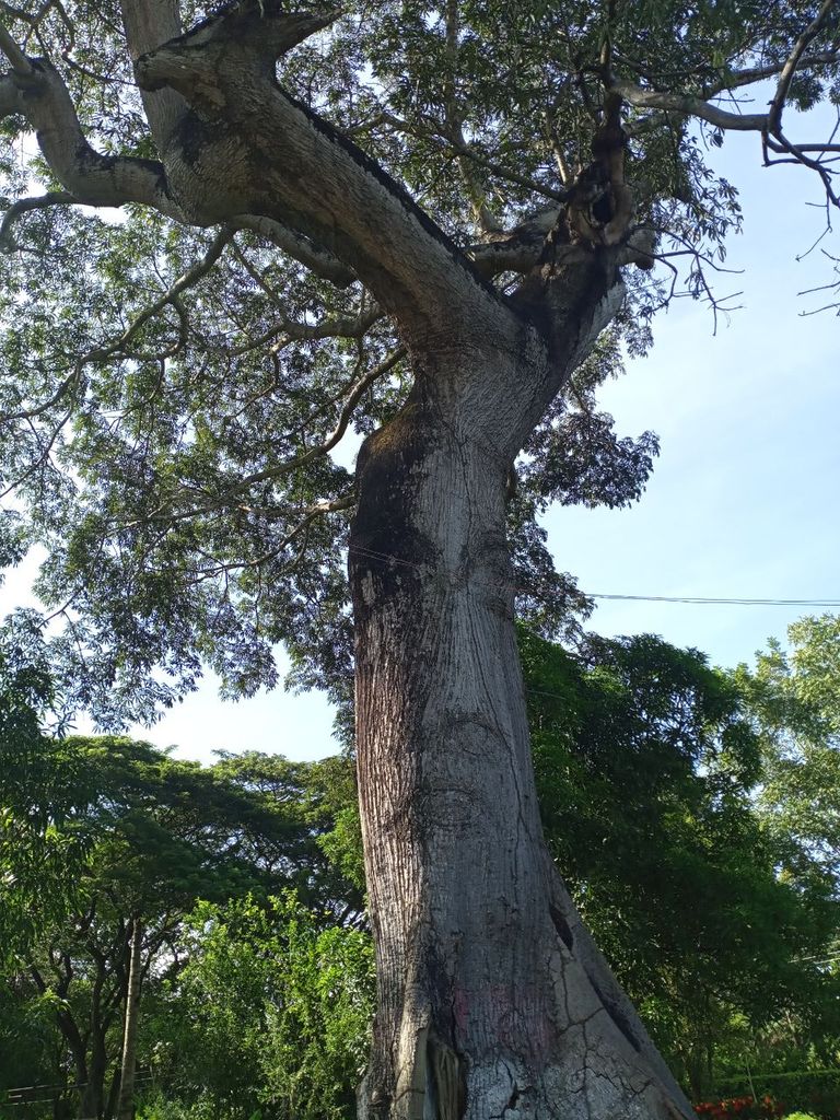 ARBOL FUERTE.jpg