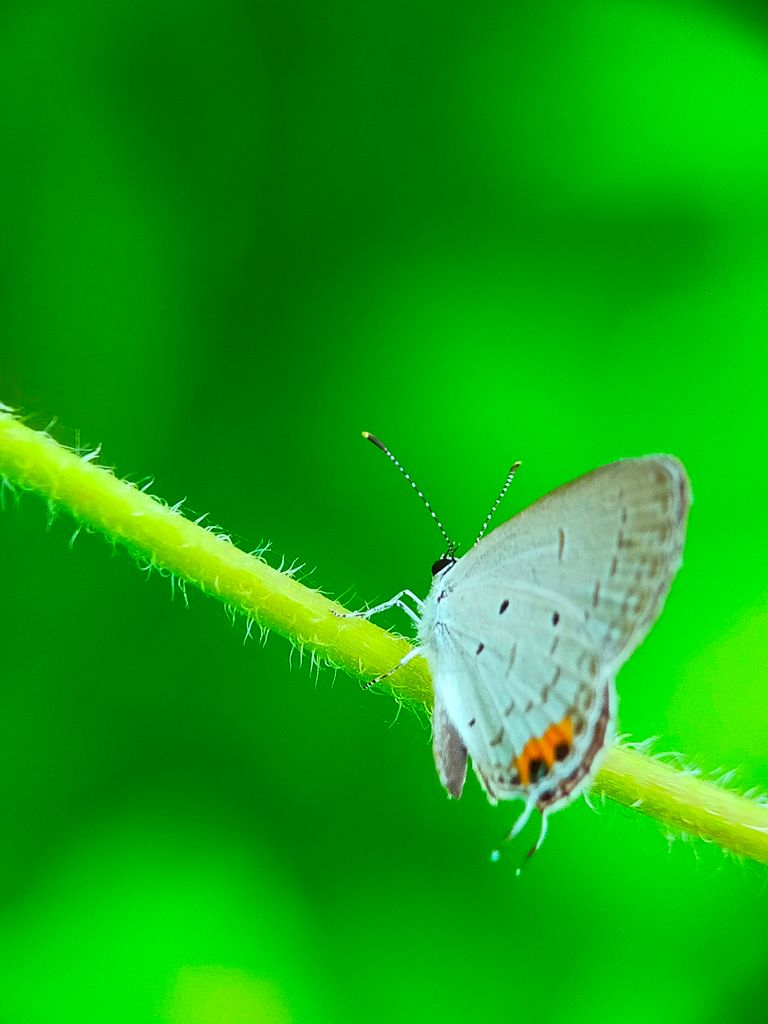 Little Butterfly (1).jpg