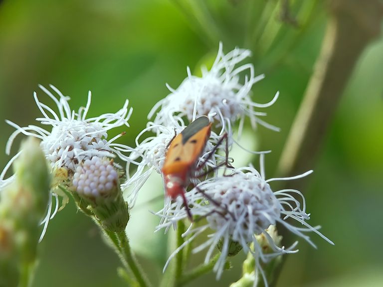 Dysdercus cingulatus (19).jpg